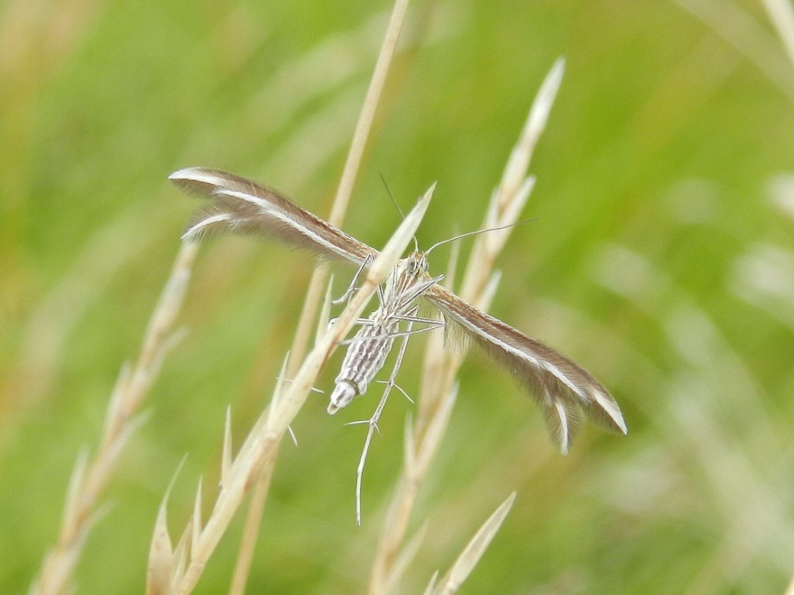 ID Pterophoridae